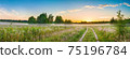 amazing panorama summer landscape with sunrise 75196784