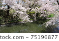 弘前公園護城河上盛開的櫻花 75196877