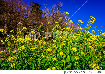 Yellow rape blossoms blooming in front of Fukiji Temple on the Kunisaki Peninsula in spring Yellow rape blossoms blooming in front of Fukiji Temple on the Kunisaki Peninsula in spring 75196882