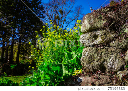 Yellow rape blossoms blooming in front of Fukiji Temple on the Kunisaki Peninsula in spring Yellow rape blossoms blooming in front of Fukiji Temple on the Kunisaki Peninsula in spring 75196883