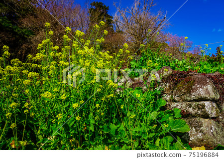 Yellow rape blossoms blooming in front of Fukiji Temple on the Kunisaki Peninsula in spring Yellow rape blossoms blooming in front of Fukiji Temple on the Kunisaki Peninsula in spring 75196884