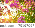 sun shines through flowering pink flowers on bush 75197097