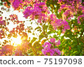 sun shines through flowering pink flowers  75197098