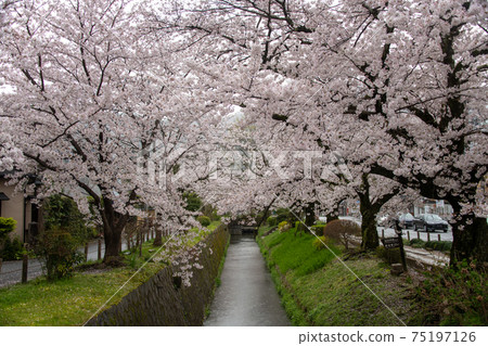 Philosopher's Way Yoshino Somei 75197126