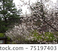 甲府城中盛開的梅花 75197403