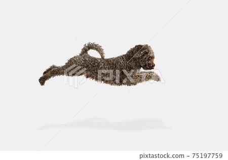 Cute funny big Lagotto romagnolo dog posing isolated over white background. Cute funny big Lagotto romagnolo dog posing isolated over white background. 75197759