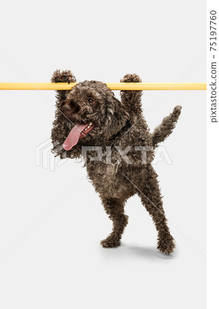 Funny happy Lagotto romagnolo dog posing isolated on white background. 75197760