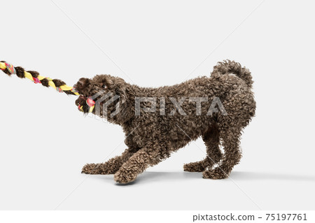 Cute big grey Lagotto romagnolo dog playing isolated over white background. 75197761