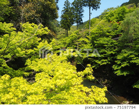 Fresh green Kyoto Kozanji Temple 75197794