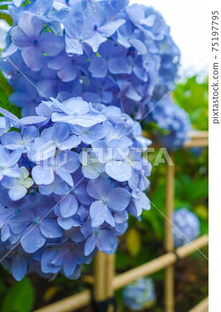 Hydrangea · rainy season image Hydrangea · rainy season image 75197795