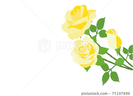 Yellow rose flower background material Yellow rose flower background material 75197899