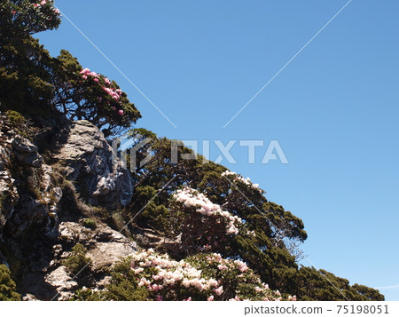 合歡東峰的杜鵑 合歡東峰的杜鵑 75198051