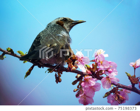 Thrush stuck in a branch Thrush stuck in a branch 75198373