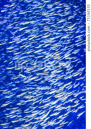 Sardine swarm (sardine tornado) Sardine swarm (sardine tornado) 75198535