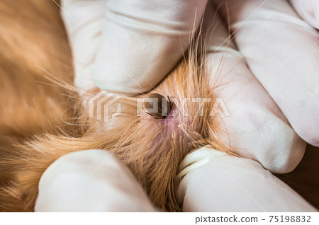 Veterinarian doctor removing a tick from the dog 75198832