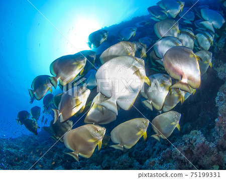Flock of Teira batfish (Las Mohammed National Park, Sharm el Sheikh, Red Sea, Egypt) 75199331