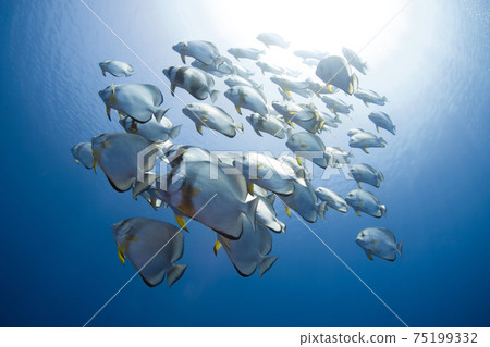 Flock of Teira batfish (Las Mohammed National Park, Sharm el Sheikh, Red Sea, Egypt) Flock of Teira batfish (Las Mohammed National Park, Sharm el Sheikh, Red Sea, Egypt) 75199332