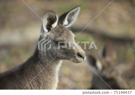 Omuta City Zoo Kangaroo, Omuta City Zoo Kangaroo, 75199437
