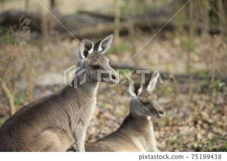 Omuta City Zoo Kangaroo, Omuta City Zoo Kangaroo, 75199438