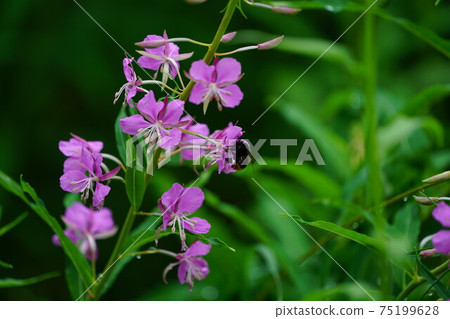 女大黃蜂吮雜草叢花蜜 女大黃蜂吮雜草叢花蜜 75199628