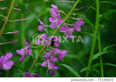 女大黃蜂吮雜草叢花蜜 女大黃蜂吮雜草叢花蜜 75199629