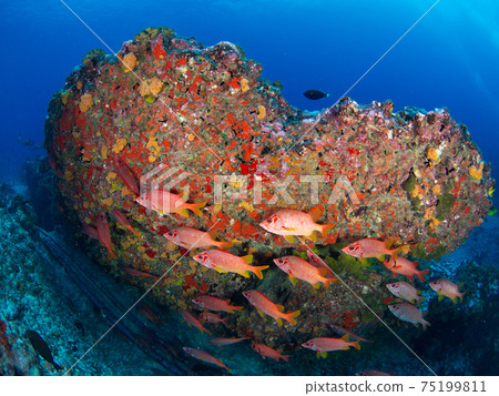 Flock of Togariebis under the rock (Rangiroa Atoll, Tuamotu Archipelago, French Polynesia) Flock of Togariebis under the rock (Rangiroa Atoll, Tuamotu Archipelago, French Polynesia) 75199811