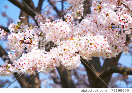 看見接近的盛開的櫻花 75199909