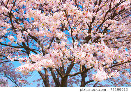 Cherry blossoms in full bloom seeing close Cherry blossoms in full bloom seeing close 75199913