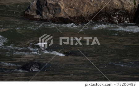 Crested kingfisher nesting behavior during the spring breeding season 75200482