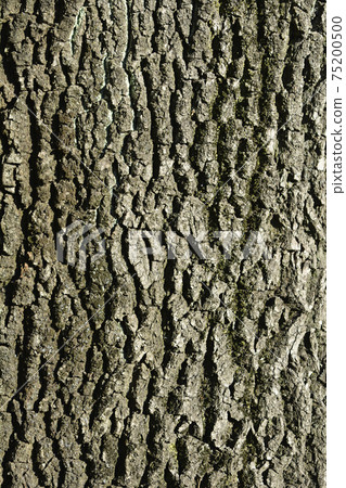 English oak English oak 75200500