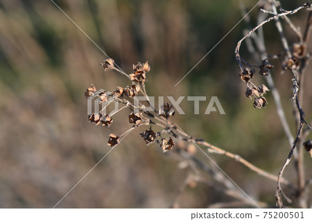 Shrubby Cinquefoil 75200501