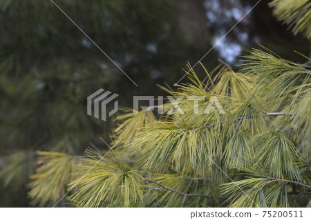 Eastern white pine 75200511
