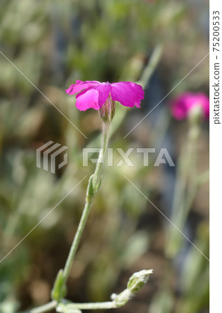 Rose campion 75200533