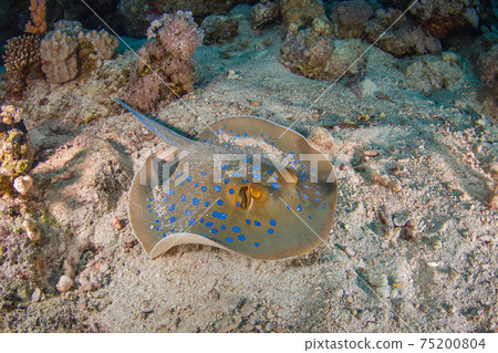 Ribbontailtail，在沙質海床上休息（Las Mohammed國家公園，Sharm el Sheikh，紅海，埃及） 75200804