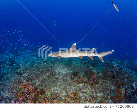 白鰭礁鯊在珊瑚礁中游泳（蘭吉羅環礁，圖阿莫圖群島，法屬波利尼西亞） 75200808