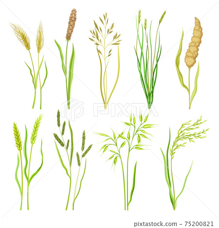 Grain Crop and Cereal as Cultivated Grass with Caryopsis Vector Set Grain Crop and Cereal as Cultivated Grass with Caryopsis Vector Set 75200821