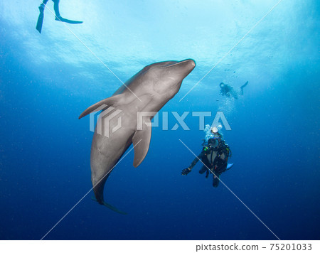Curious bottlenose dolphins and scuba divers (Rangiroa Atoll, Tuamotu Archipelago, French Polynesia) Curious bottlenose dolphins and scuba divers (Rangiroa Atoll, Tuamotu Archipelago, French Polynesia) 75201033