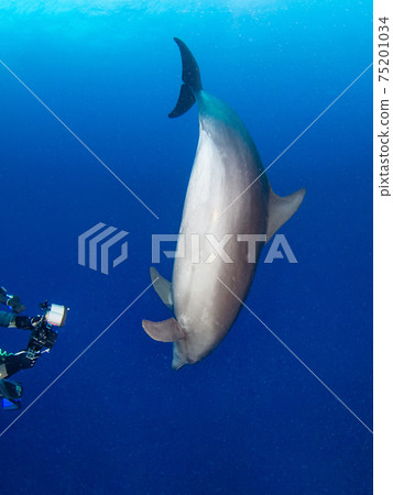Curious bottlenose dolphins and scuba divers (Rangiroa Atoll, Tuamotu Archipelago, French Polynesia) Curious bottlenose dolphins and scuba divers (Rangiroa Atoll, Tuamotu Archipelago, French Polynesia) 75201034