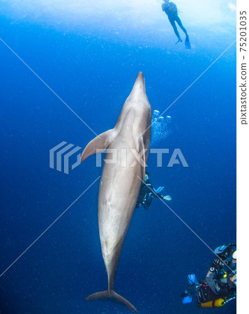 Curious bottlenose dolphins and scuba divers (Rangiroa Atoll, Tuamotu Archipelago, French Polynesia) Curious bottlenose dolphins and scuba divers (Rangiroa Atoll, Tuamotu Archipelago, French Polynesia) 75201035
