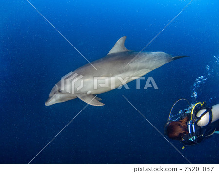 Curious bottlenose dolphins and scuba divers (Rangiroa Atoll, Tuamotu Archipelago, French Polynesia) Curious bottlenose dolphins and scuba divers (Rangiroa Atoll, Tuamotu Archipelago, French Polynesia) 75201037
