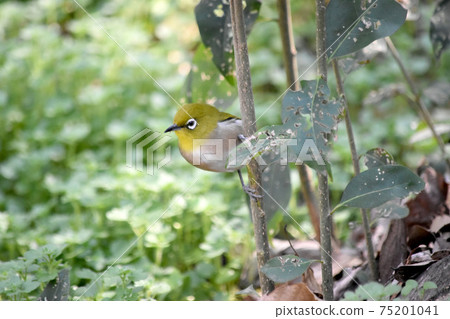 白眼輪廓Kakurenbo 75201041