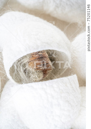 background with white silkworm cocoons shells, source of silk fabric background with white silkworm cocoons shells, source of silk fabric 75201146