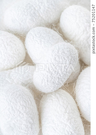 background with white silkworm cocoons shells, source of silk fabric background with white silkworm cocoons shells, source of silk fabric 75201147