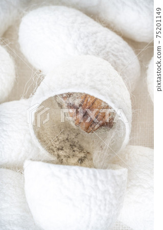 background with white silkworm cocoons shells, source of silk fabric background with white silkworm cocoons shells, source of silk fabric 75201149
