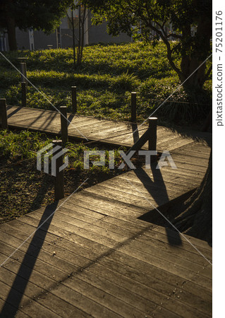 A boardwalk that is exposed to light passing through the grassland 75201176