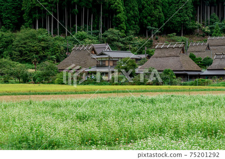 蕎麥田在京都府南壇市美山町的茅草屋頂村拍攝 蕎麥田在京都府南壇市美山町的茅草屋頂村拍攝 75201292