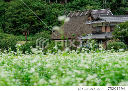 Soba field taken at thatched-roof village in Miyama-cho, Nantan City, Kyoto Prefecture Soba field taken at thatched-roof village in Miyama-cho, Nantan City, Kyoto Prefecture 75201294