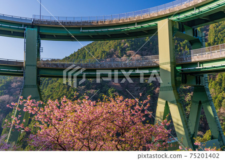 （靜岡縣）河津櫻花，河津楠崎環橋 75201402
