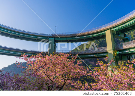 (Shizuoka) Kawazu cherry blossom, Kawazu Nanaki Loop Bridge 75201403