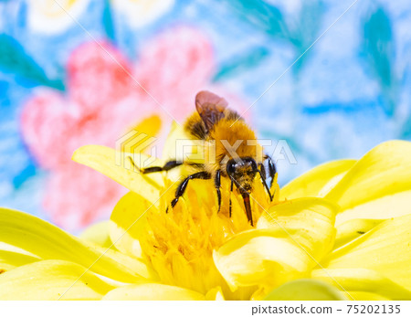 A bumble-bee collecting pollen in a yellow flower. A humble-bee working on a garden flower. A bumble-bee collecting pollen in a yellow flower. A humble-bee working on a garden flower. 75202135